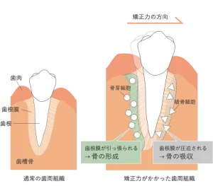 矯正歯科